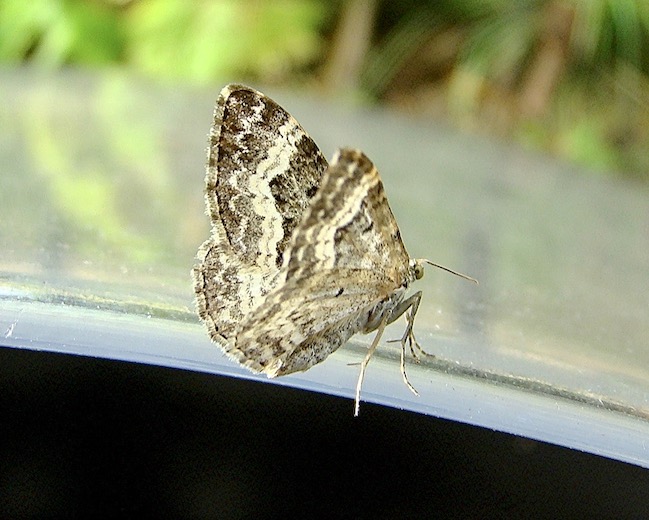 common carpet